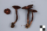 Inocybe tahquamenonensis image